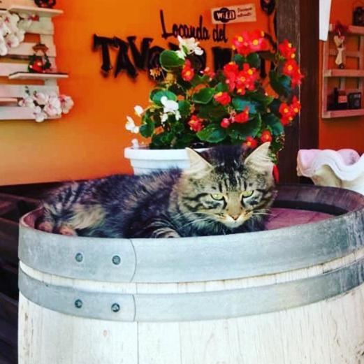 Locanda Del Tavolo Matto Potenza Picena Exteriér fotografie